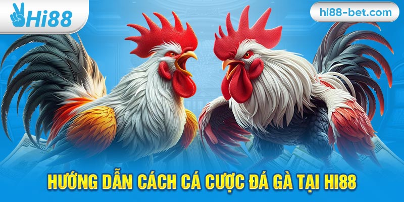 Hướng Dẫn Cách Cá Cược Đá Gà Tại Hi88